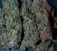 An image of Northernberry