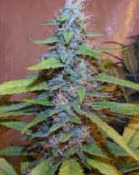 An image of Skunkberry