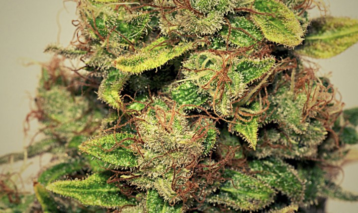 An image of Clemenvilla Kush