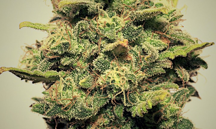 An image of Truki Lemon OG
