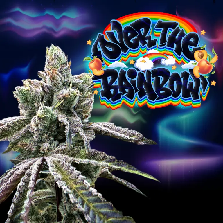 An image of Over The Rainbow