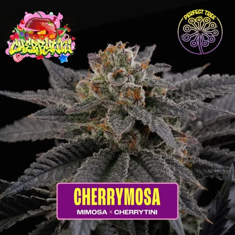 An image of Cherrymosa