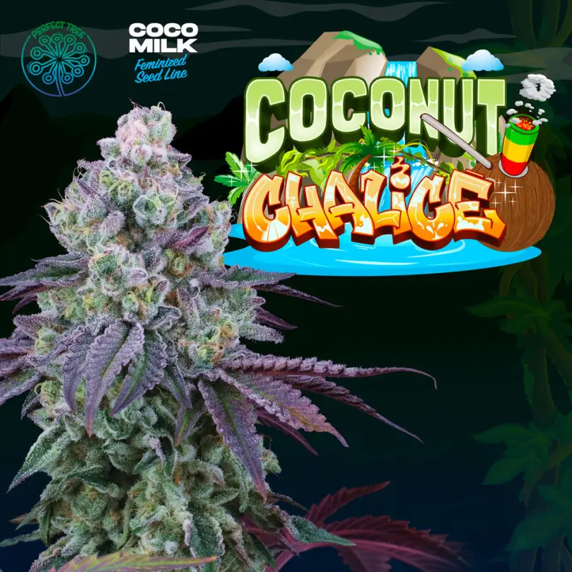 An image of Coconut Chalice