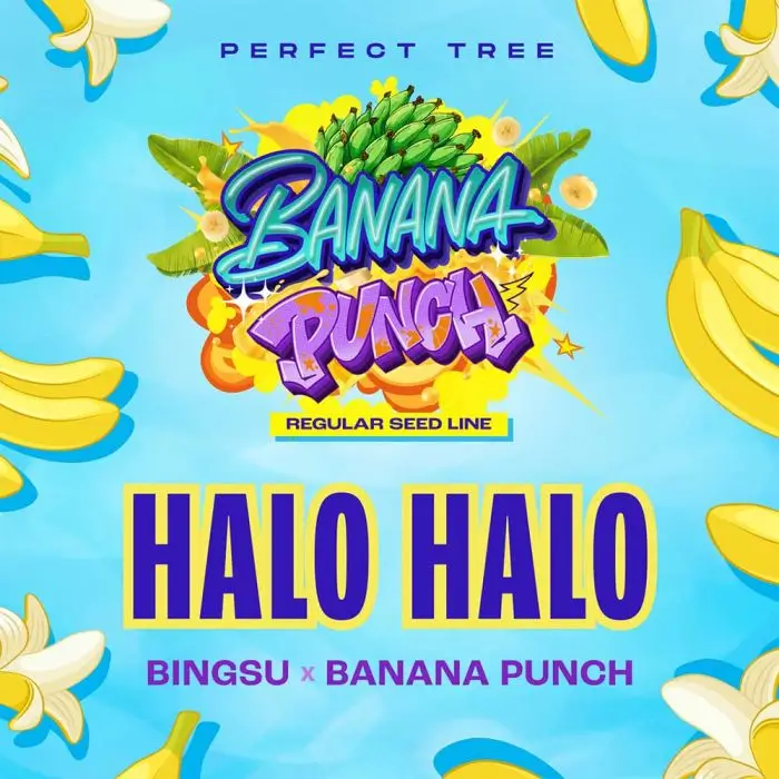An image of Halo Halo