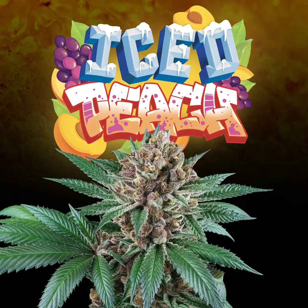 An image of Iced Peach