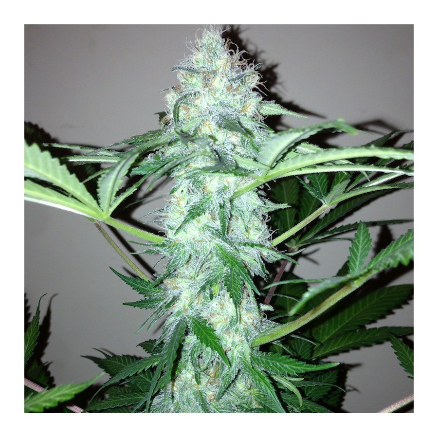 An image of Afghan Kush Autoflowering