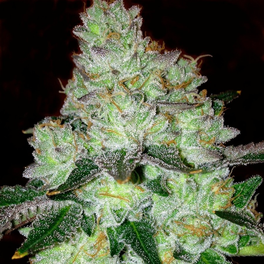 An image of Girl Scout Cookies