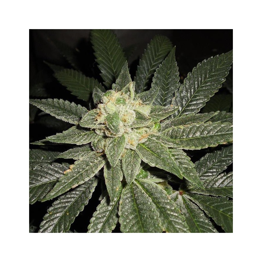 An image of Piensa En Candy Kush