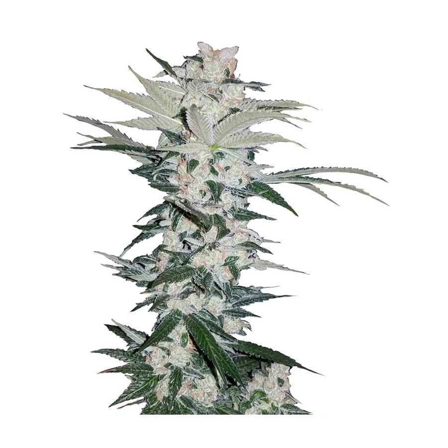 An image of Piensa En Diesel Auto