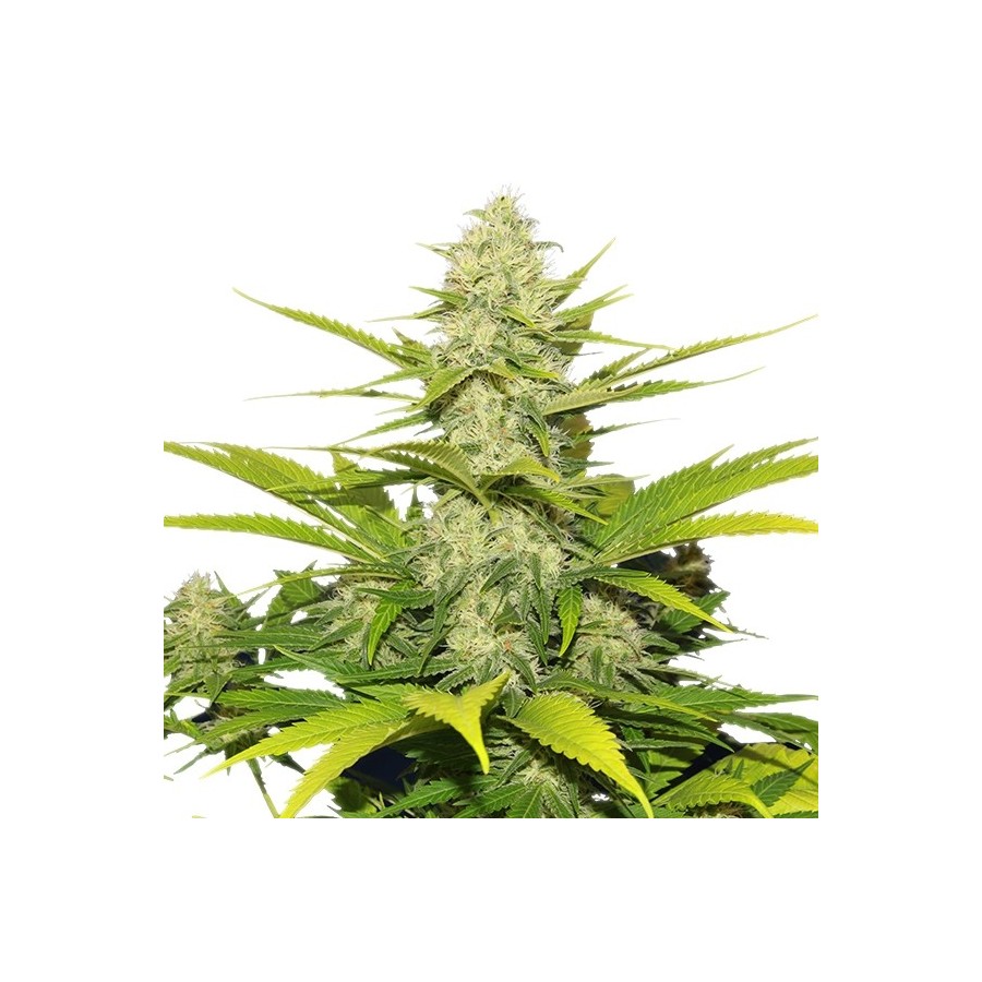 An image of Piensa En Skunk Auto