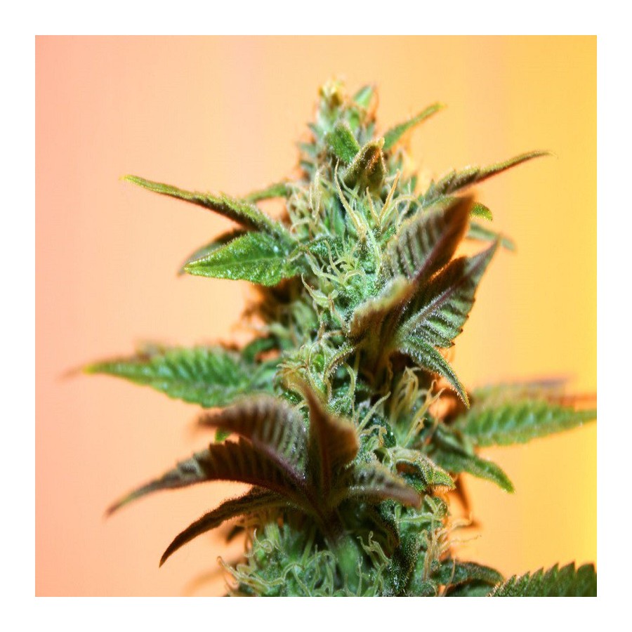 An image of Piensa en AK 47
