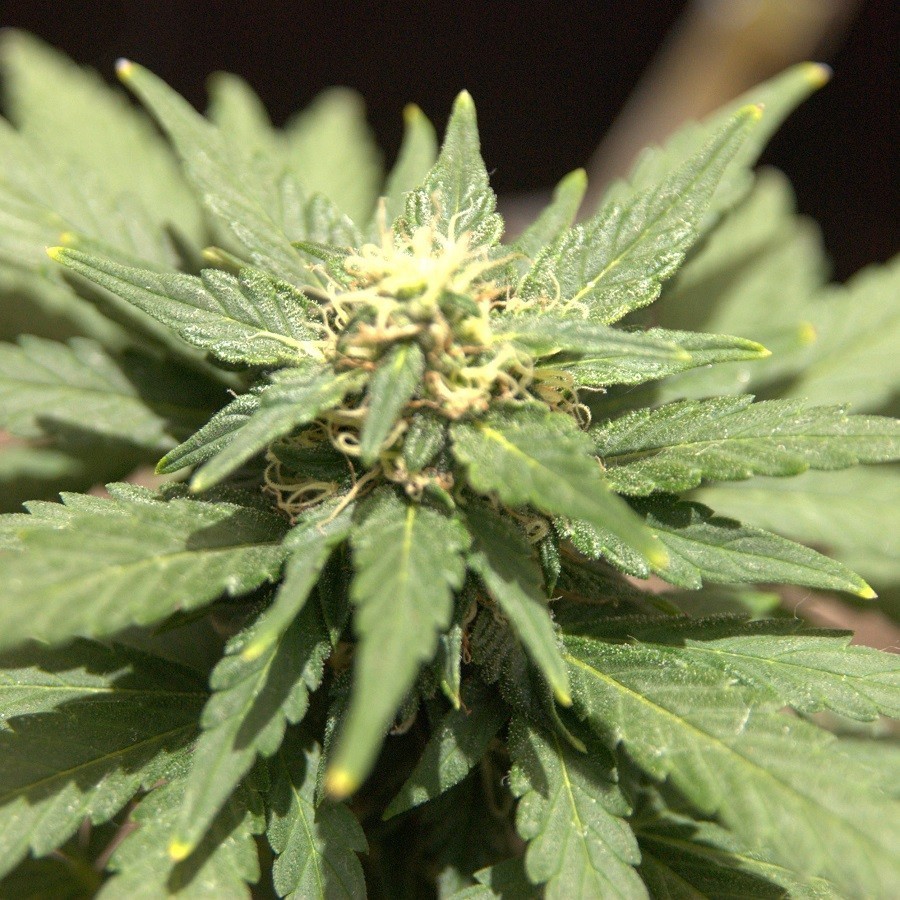 An image of Piensa en Amnesia Auto