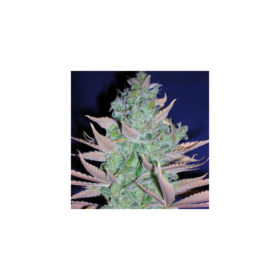 An image of Piensa en Blue Moonshine x Matanuska Tundra