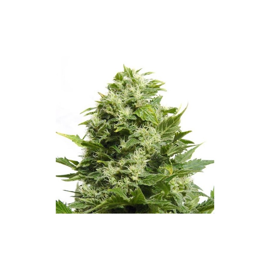 An image of Piensa en Cheese