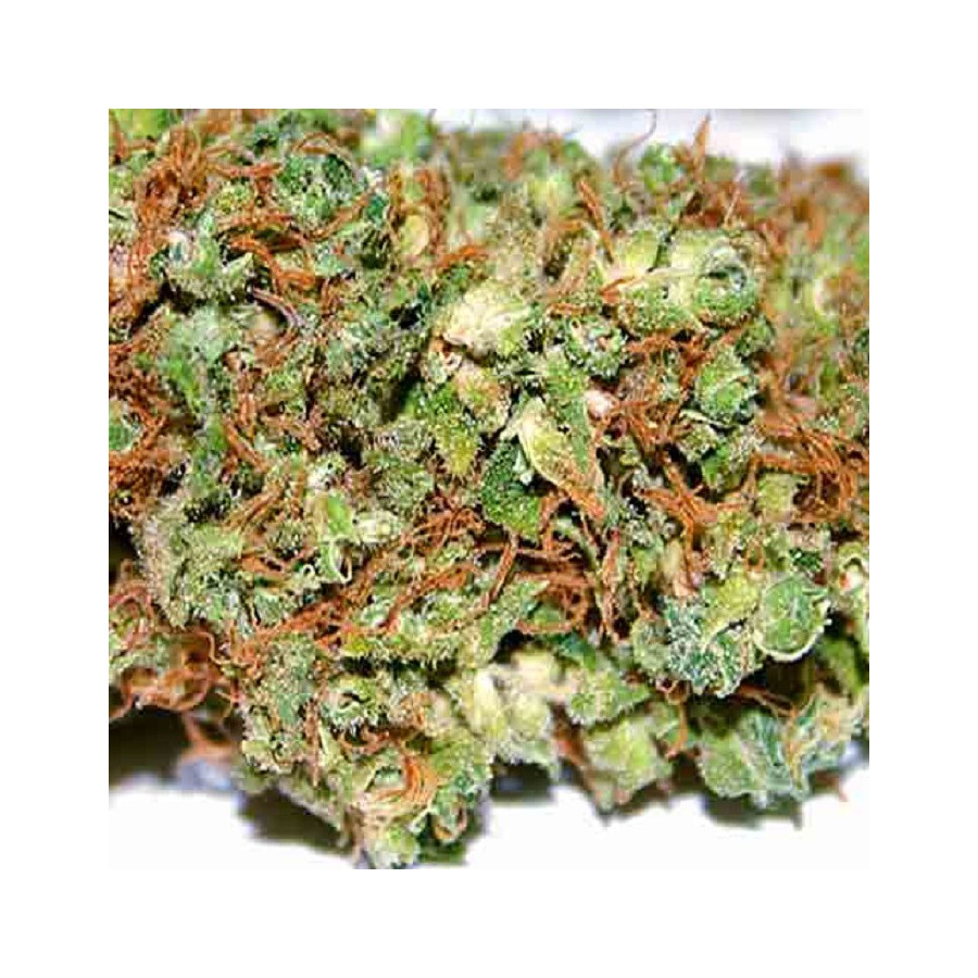 An image of Piensa en Chocolope