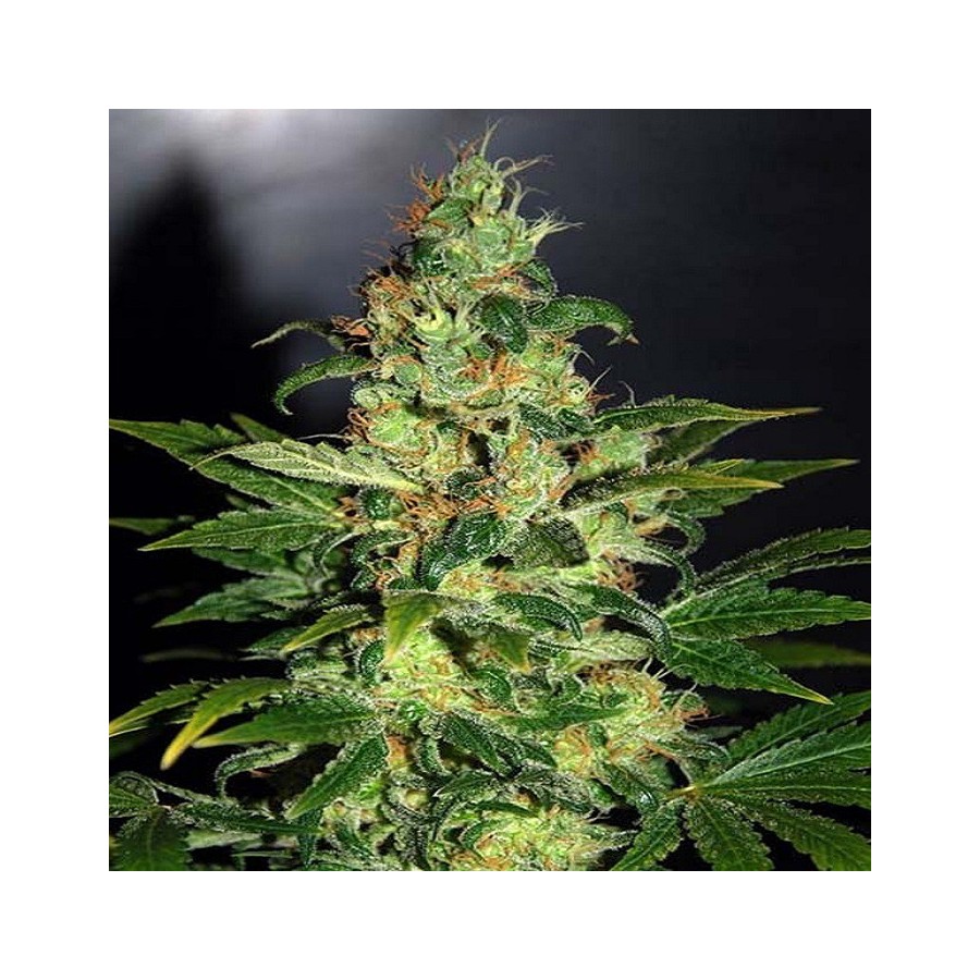 An image of Piensa en Chronic