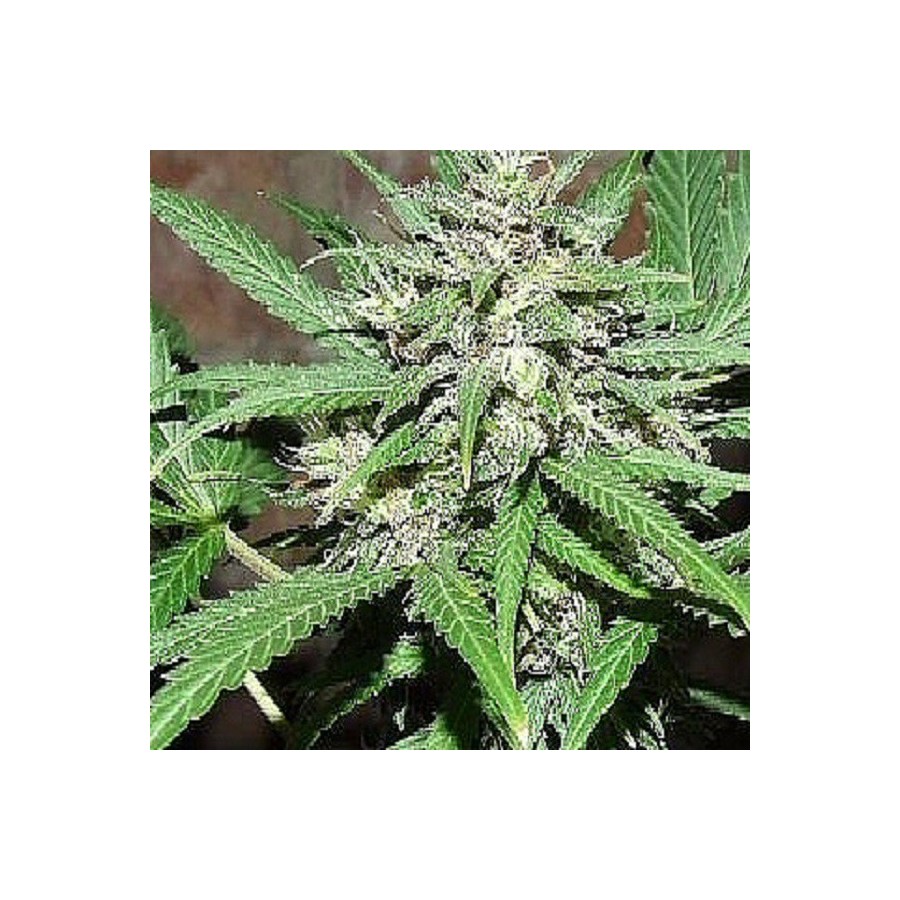 An image of Piensa en Great White Shark Auto