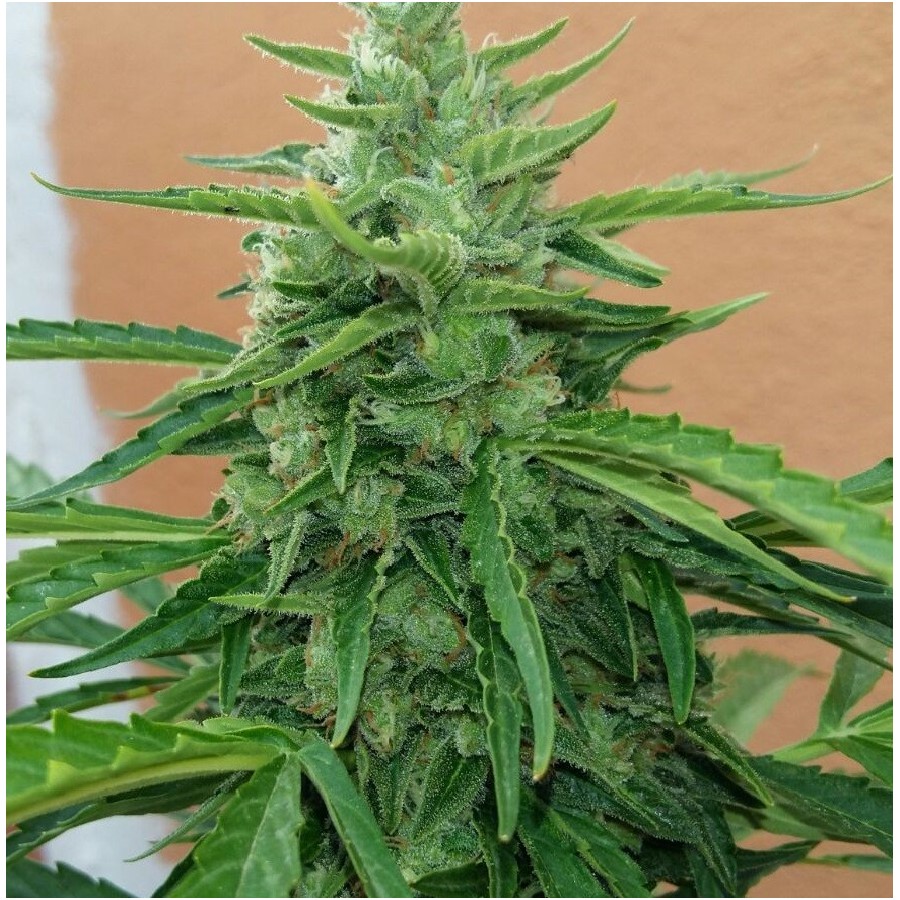 An image of Piensa en Jack Herer Auto
