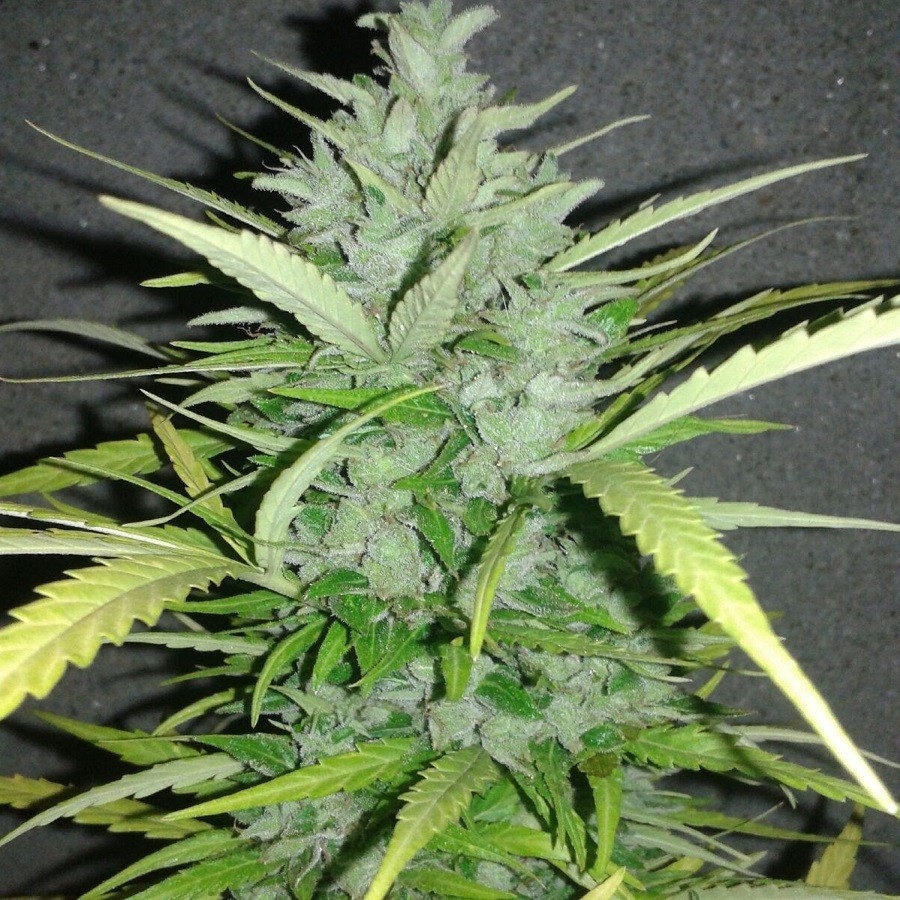 An image of Piensa en OG Kush Auto