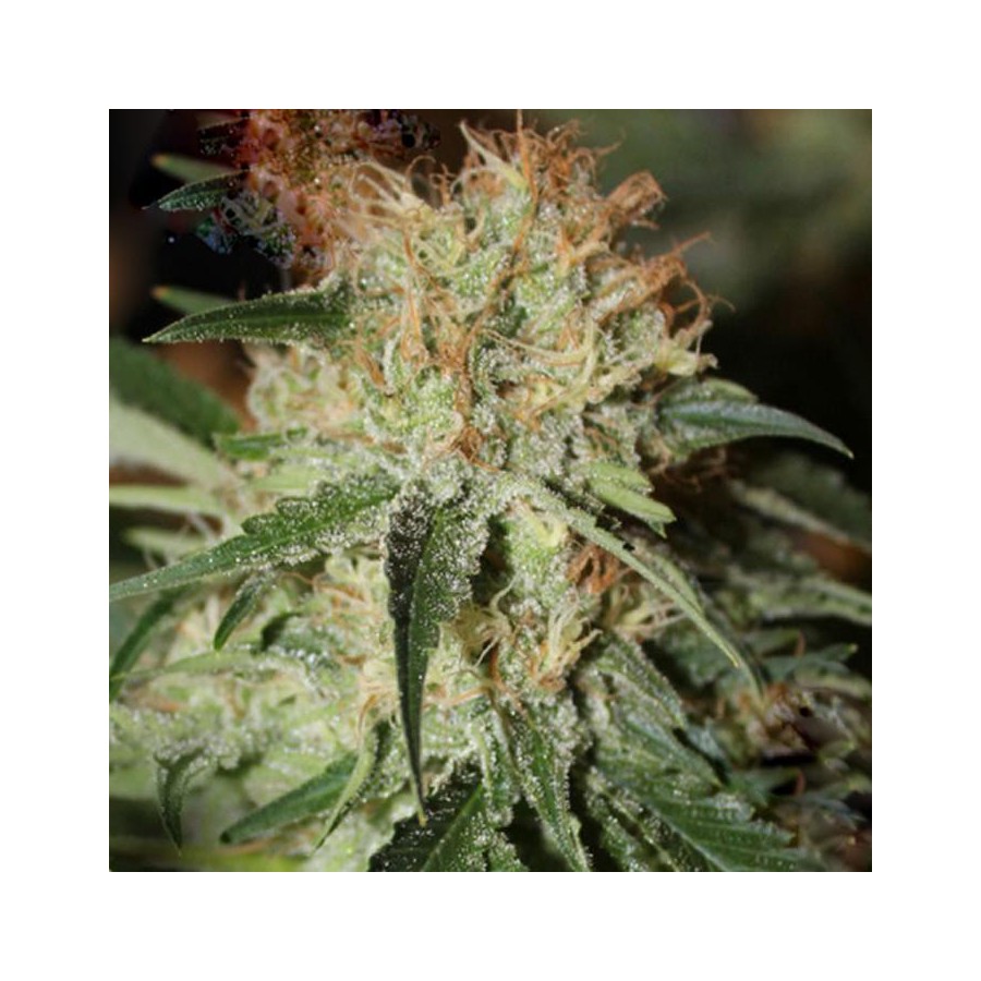 An image of Purplevender