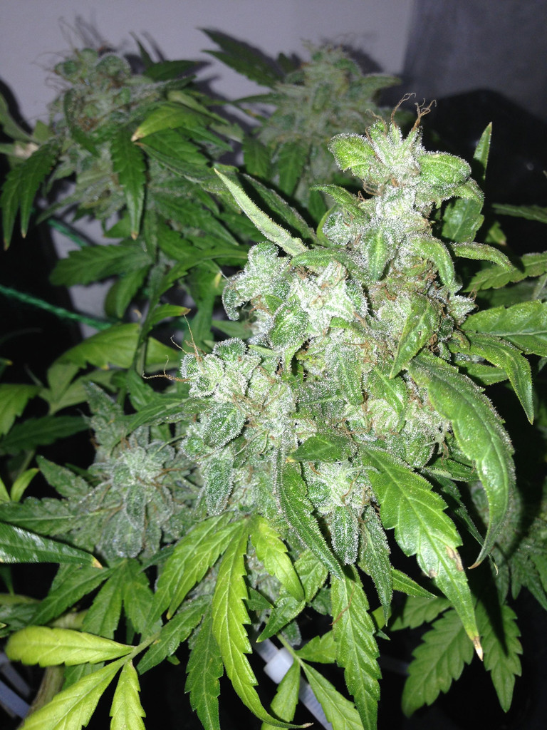An image of Auto Lemon Bubble