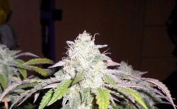 An image of Black Star