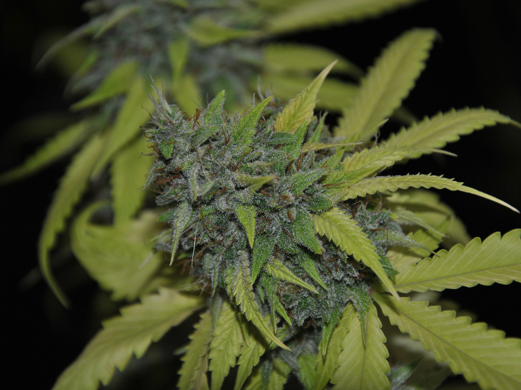An image of Granddaddy Confidential