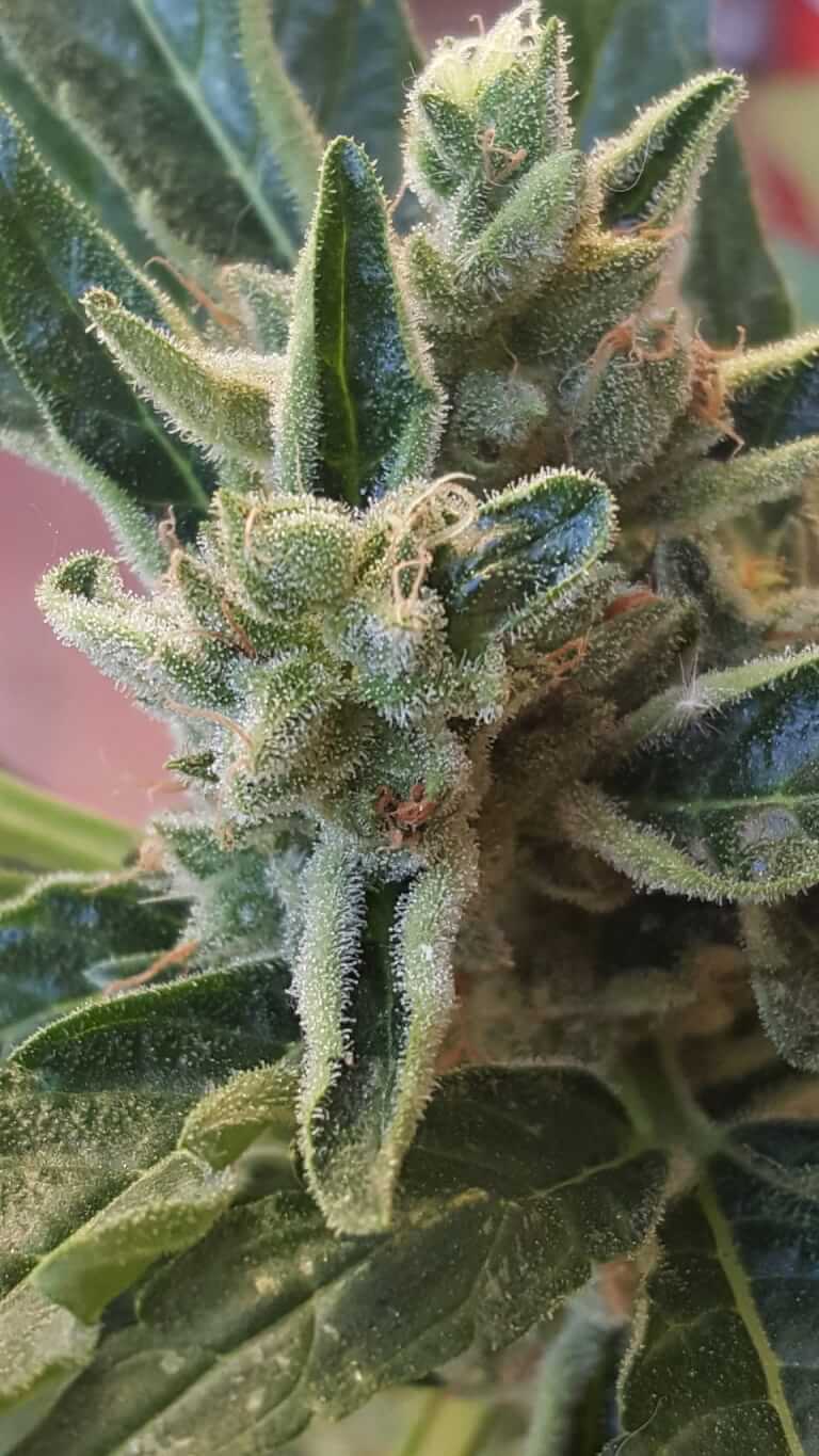 An image of Banana Zkittlez Auto