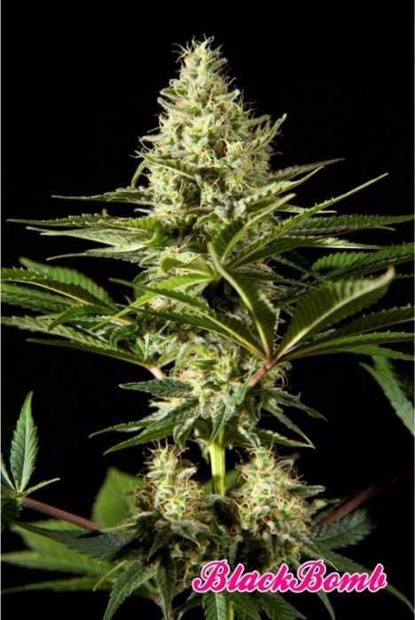 An image of Black Bomb