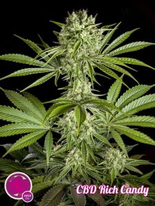 An image of CBD Rich Candy