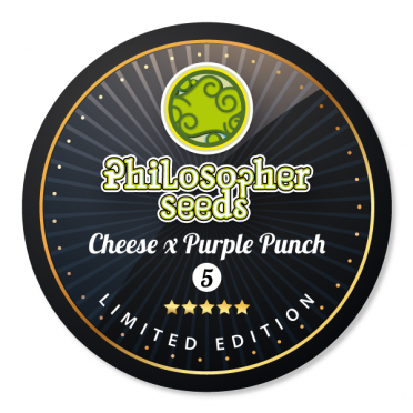An image of Cheese x Purple Punch