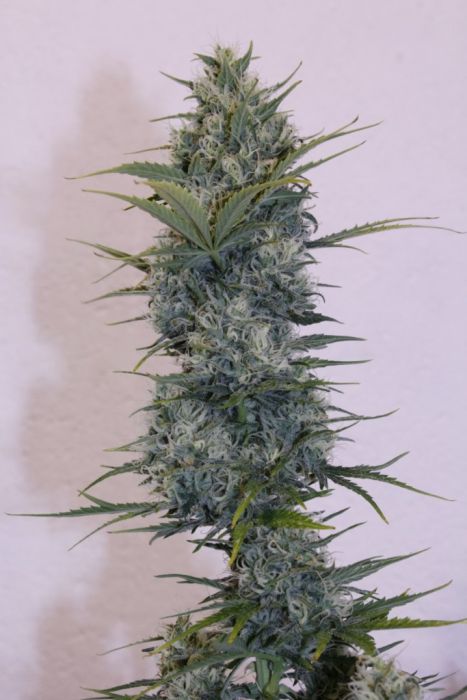 An image of Gokunk