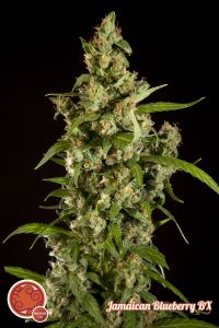 An image of Jamaican Blueberry Bx