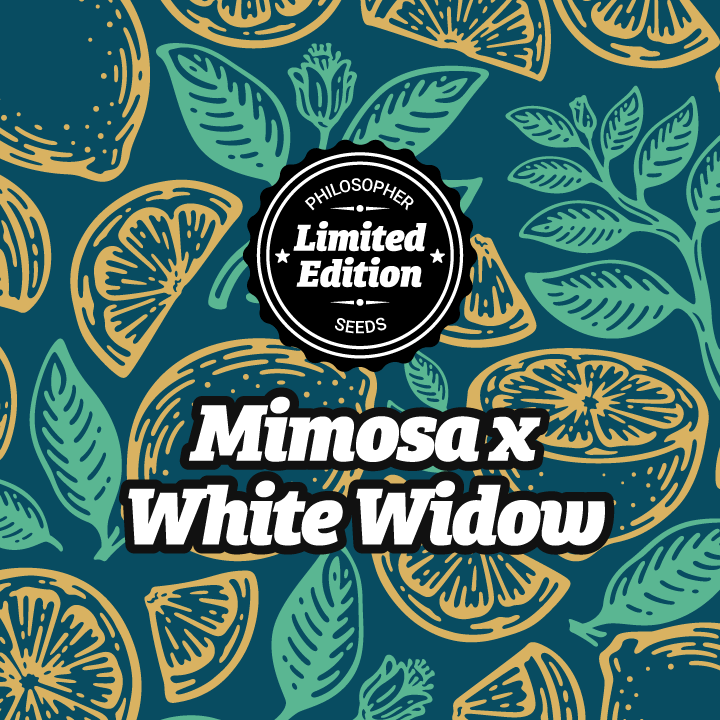 An image of Mimosa x White Widow
