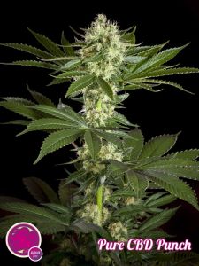 An image of Pure CBD Punch