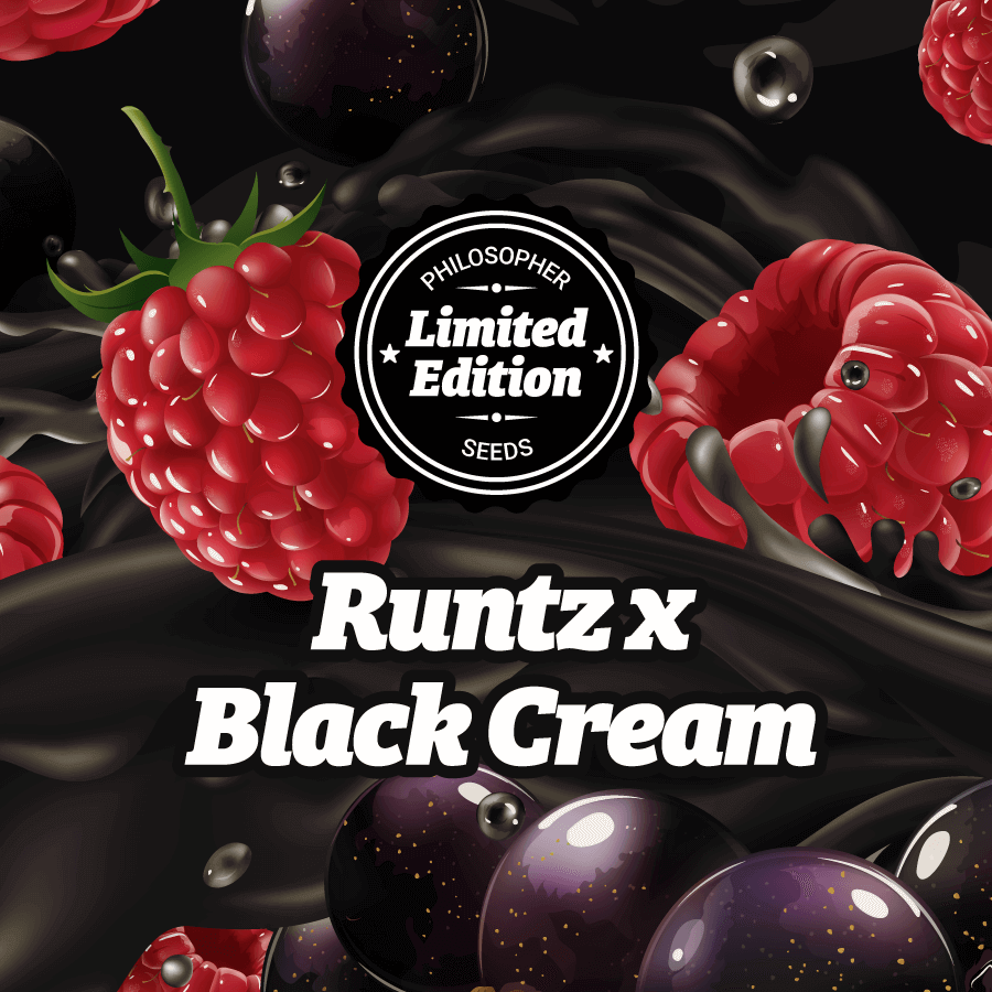 An image of Runtz x Black Cream Auto