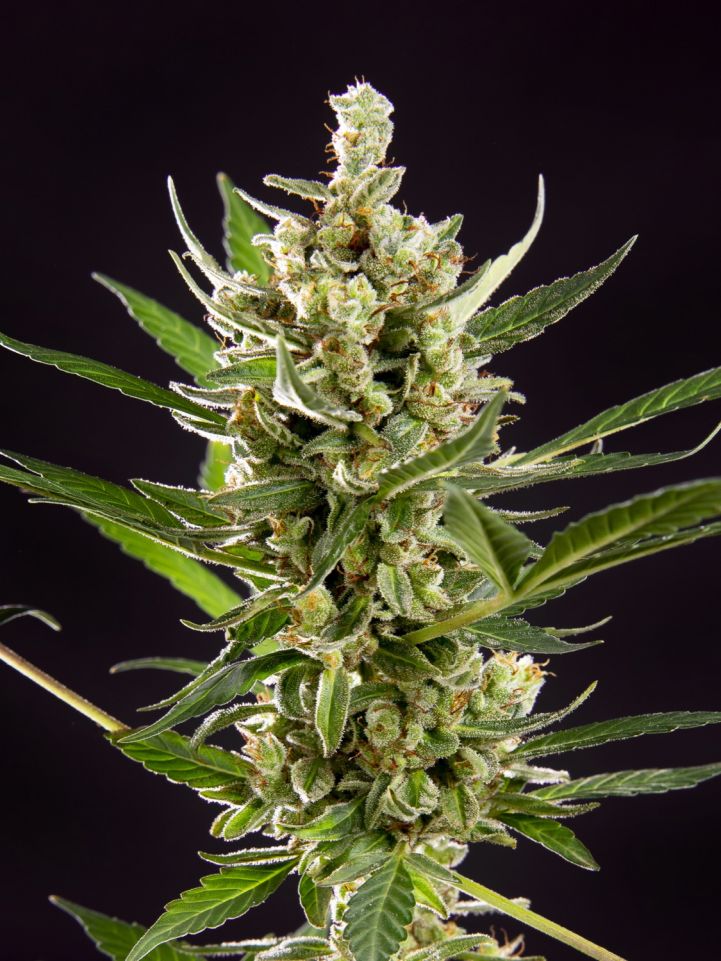 An image of Wedding Cake Auto
