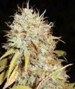An image of Amnesia Express
