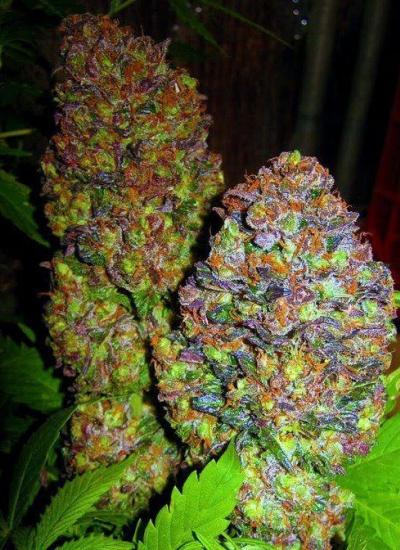 An image of Blueberry