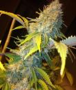 An image of Northern Lights Express