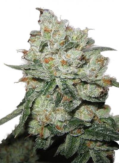 An image of OG Kush