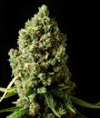 An image of Original Skunk