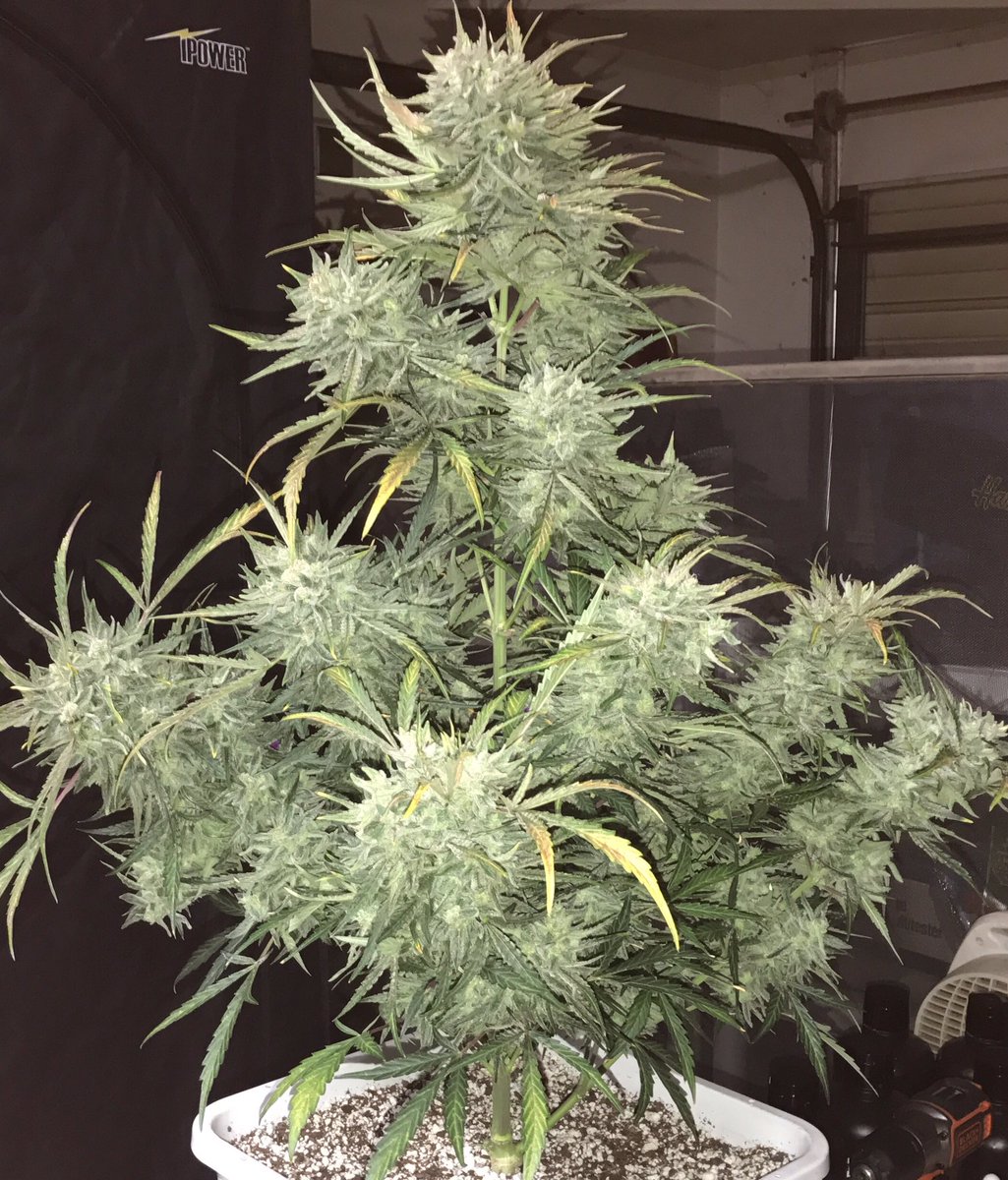 An image of Strong Stuff Autoflowering