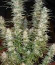 An image of White Widow