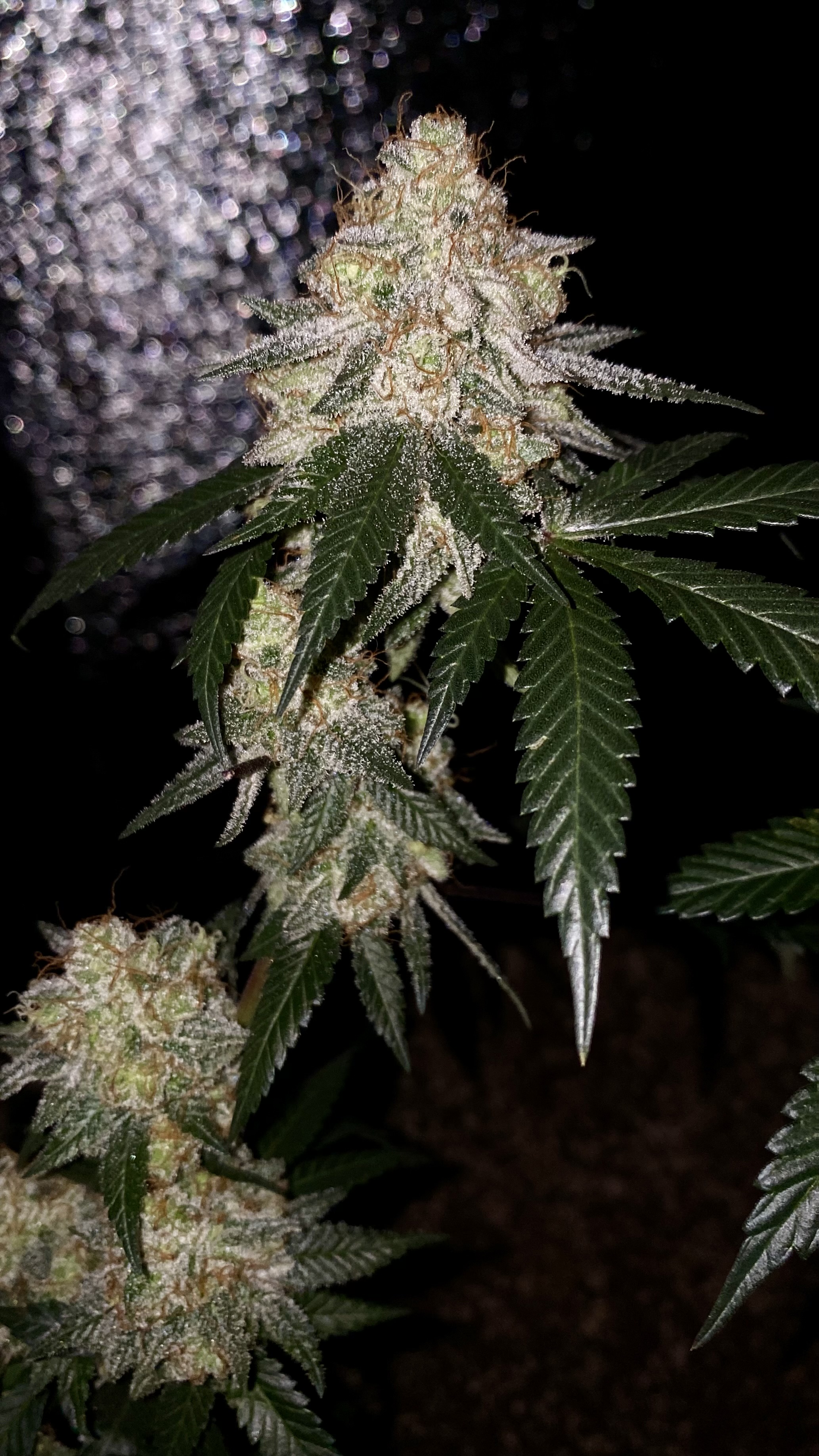 An image of Blueberry FPOG