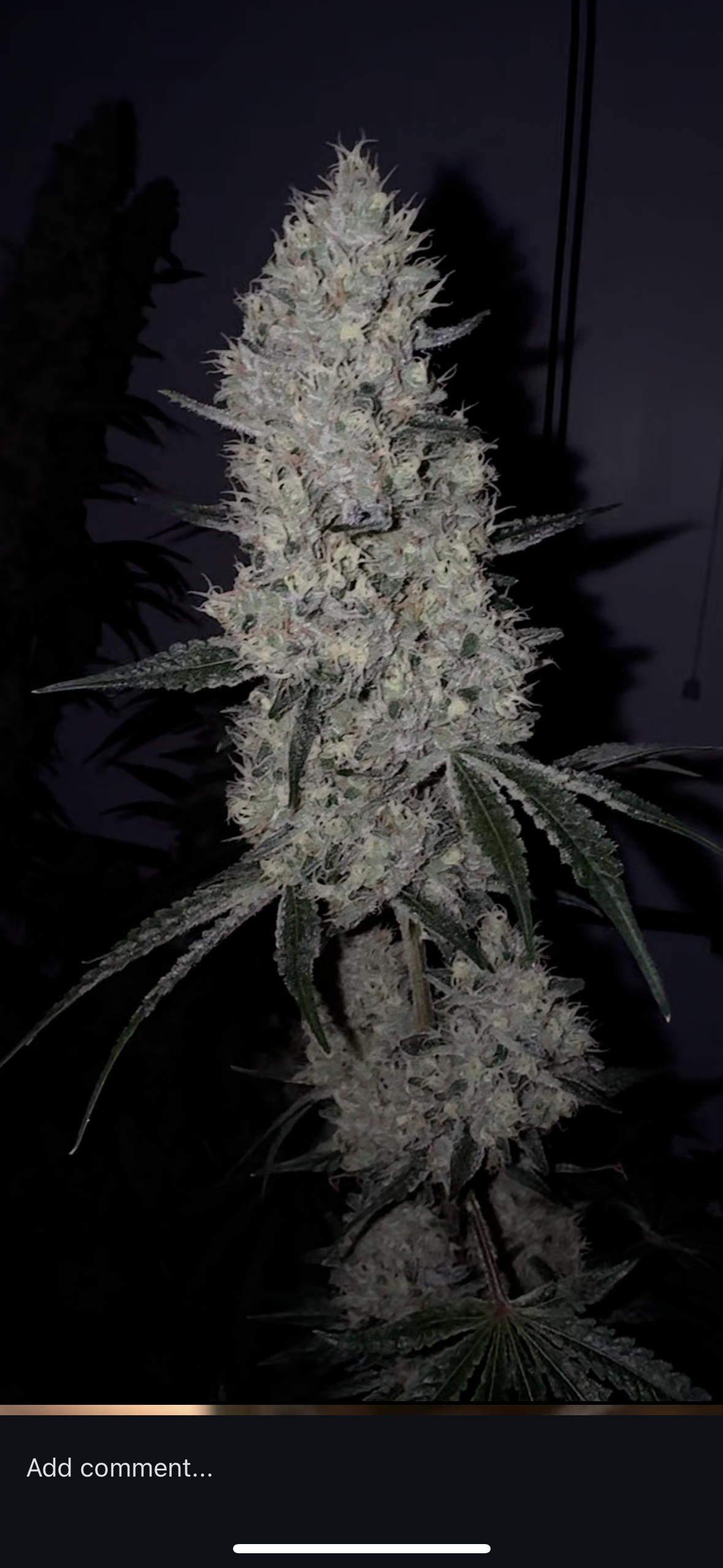 An image of NYC Strawberry Chem