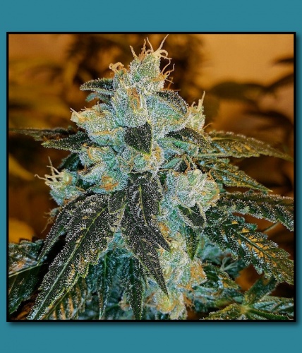 An image of Blood Orange OG