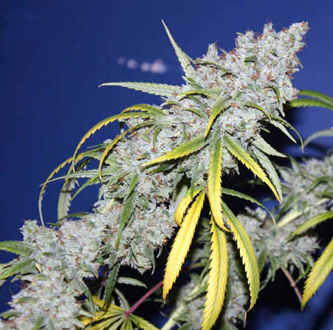 An image of Colombian D