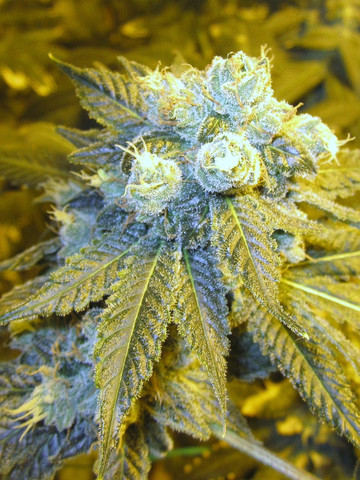 An image of FunkBerry