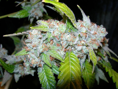 An image of Kush INC